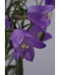 Кампанула/Дзвоники ложечницелиста ‘Джангл Блу’|Campanula cochleariifolia ‘Jingle Blue’|Кампанула/Колокольчики ложечницелиста ‘Джангл Блу’
